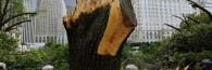 Image- Damaged Central Park trees