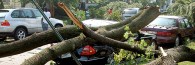 gotham_treecar