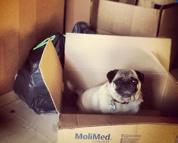 cute pug in a moving box