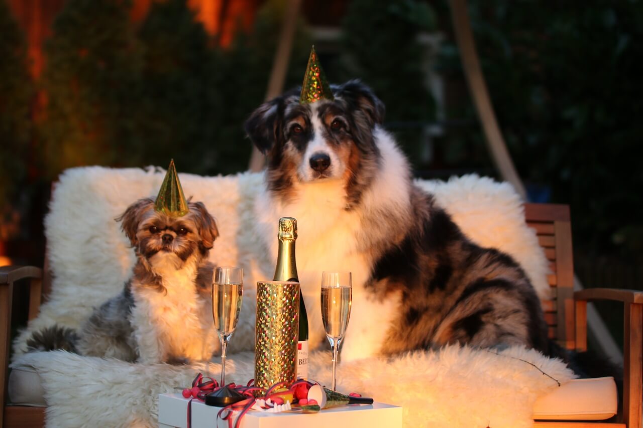 2 dogs at a party