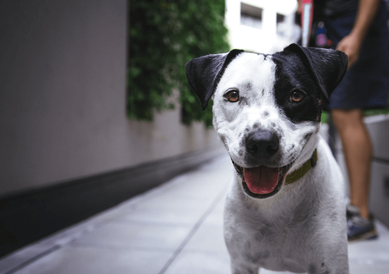 Close up of dog