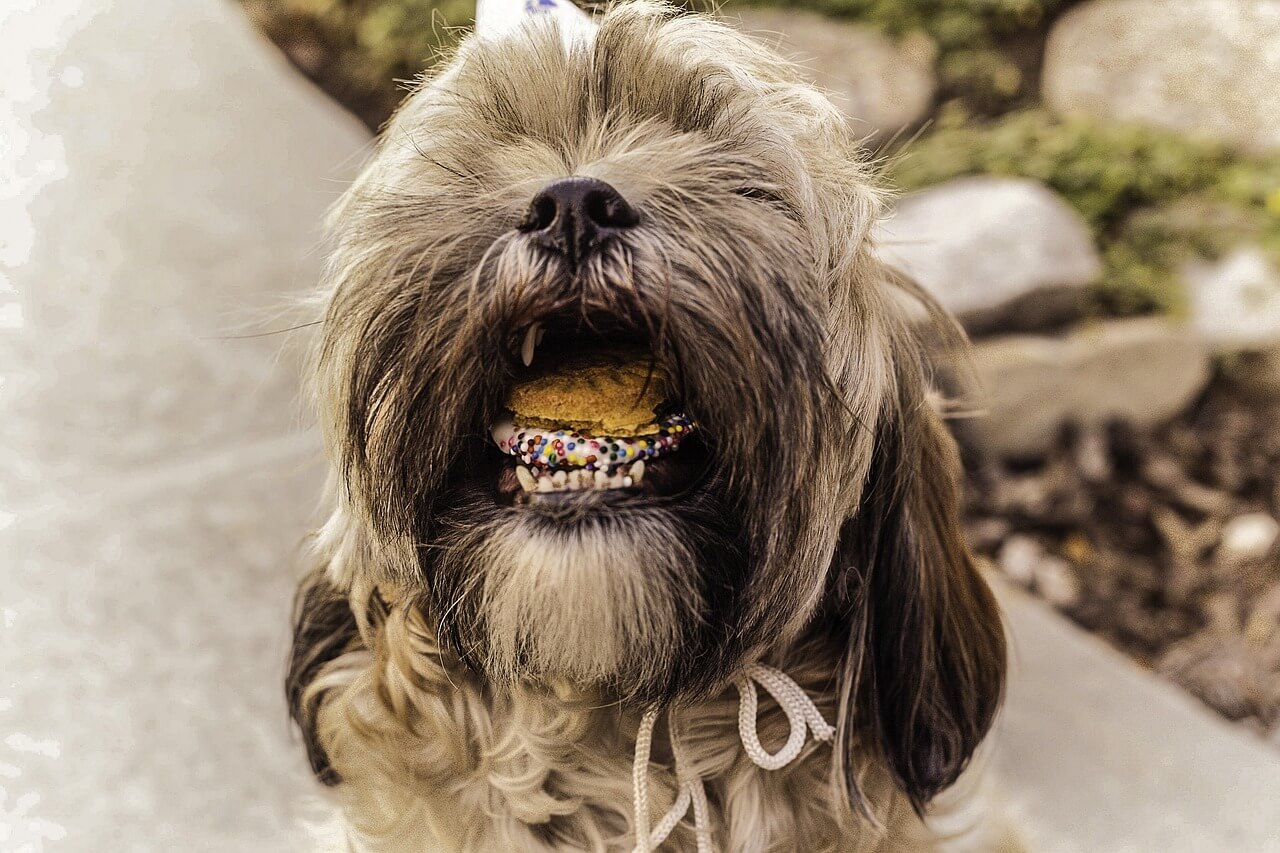 dog with cookie in his mouth