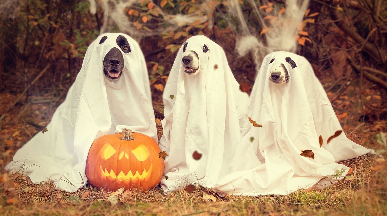 dogs in ghost costumes